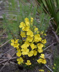 Hibbertia prostrata
