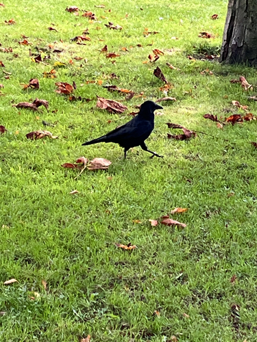 Carrion Crow