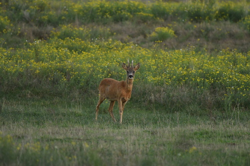 Western Roe Deer
