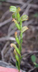 Pterostylis melagramma