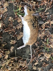 Apodemus flavicollis