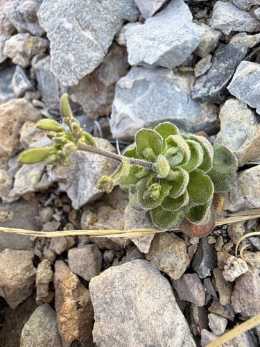 Tomostima cuneifolia