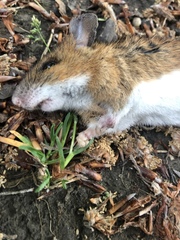 Apodemus flavicollis