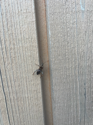 Western Conifer Seed Bug