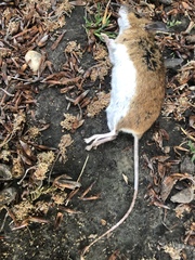 Apodemus flavicollis