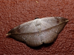 Hypopyra lactipex