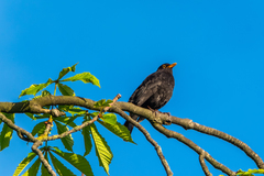 Turdus merula
