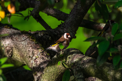 Carduelis carduelis