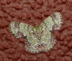 Epipristis truncataria