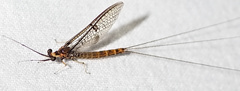 Ephemera lineata