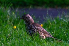 Turdus viscivorus