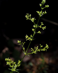Galium libanoticum