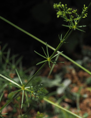 Galium libanoticum