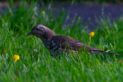 Turdus viscivorus