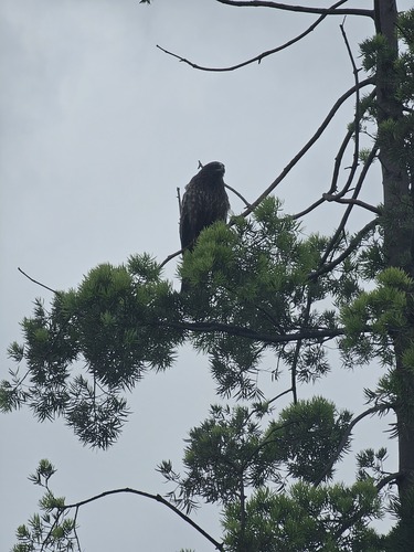 Black Kite