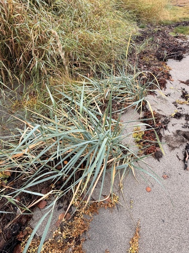 lyme grass
