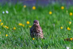 Turdus viscivorus