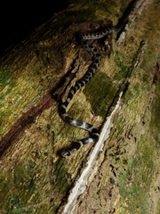 Lycodon subannulatus