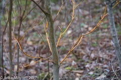 Aurantioporthe corni