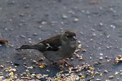 Fringilla coelebs