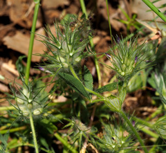 Trifolium dasyurum