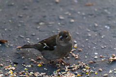 Fringilla coelebs