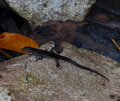 Emoia atrocostata