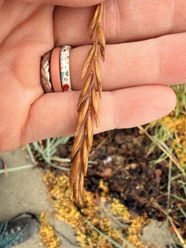 Quack Grass