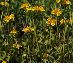 Phlomis chrysophylla
