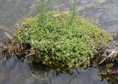 Crassula helmsii