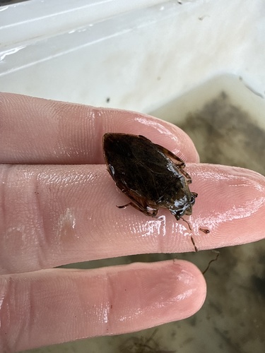 Belostoma flumineum