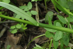 Poa remota