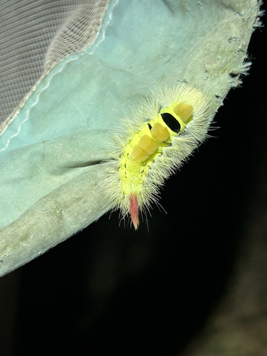 Pale Tussock Moth