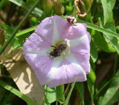 Calystegia sepium roseata