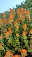 Castilleja latifolia