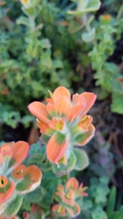 Castilleja latifolia