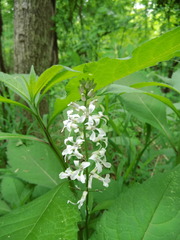 Iodanthus pinnatifidus