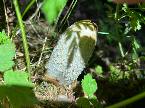 Shaggy Mane