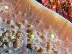 Echinophyllia aspera