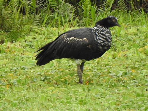 Horned Screamer
