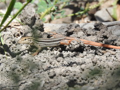 Aspidoscelis stictogrammus