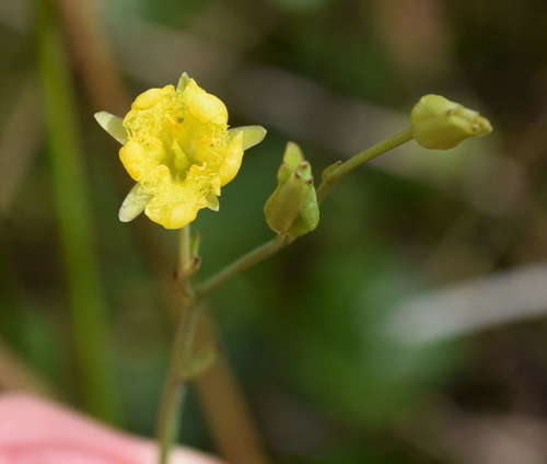 Ornduffia reniformis (Ornduffia reniformis)