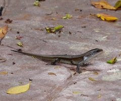 Eutropis multifasciata