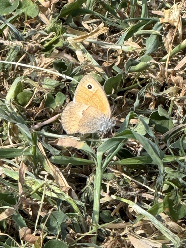 Small Heath