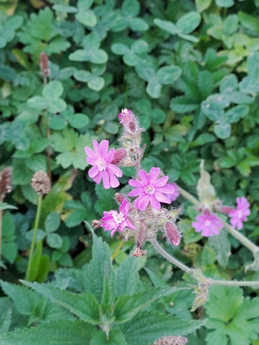 red campion