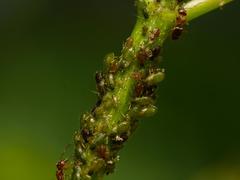 Periphyllus testudinaceus