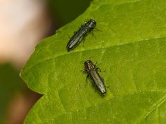 Agrilinae