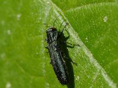 Agrilinae