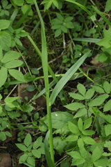 Poa remota