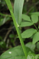 Poa remota